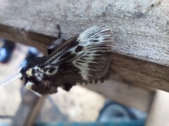 Megalopyge albicollis superba