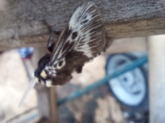 Megalopyge albicollis superba