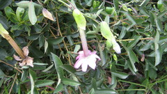 Passiflora cumbalensis