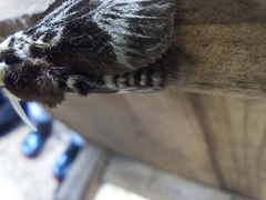 Megalopyge albicollis superba