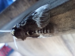 Megalopyge albicollis superba
