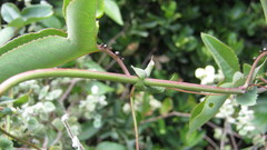 Passiflora cumbalensis