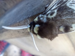 Megalopyge albicollis superba