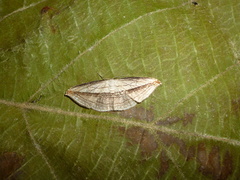 Arcobara tergeminaria