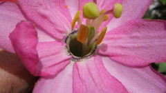 Passiflora cumbalensis