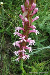 Satyrium macrophyllum