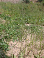 Eragrostis pectinacea pectinacea