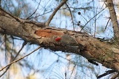Melanerpes carolinus image