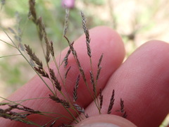 Eragrostis pectinacea pectinacea