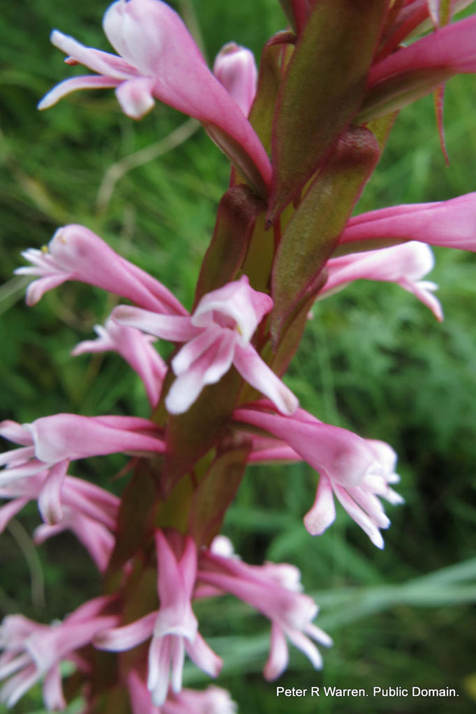 Largeleaf Satyre