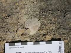 Chlamys