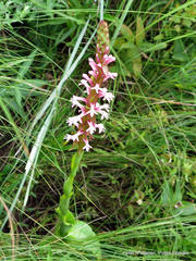 Satyrium macrophyllum