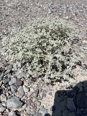 Tidestromia suffruticosa