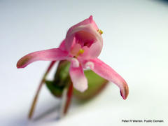 Satyrium macrophyllum