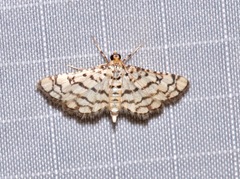Hileithia aplicalis