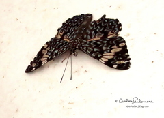 Hamadryas amphinome mazai