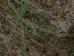 Achillea millefolium borealis