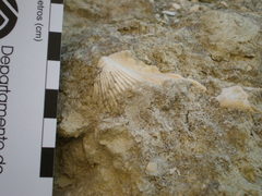 Pecten