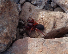 Anisaedus pellucidas