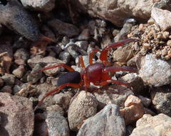 Anisaedus pellucidas