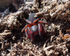 Anisaedus pellucidas