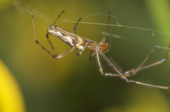 Tetragnatha versicolor