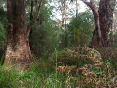 Eucalyptus jacksonii