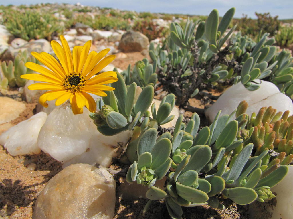 Osteospermum nordenstamii