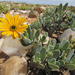 Osteospermum nordenstamii - Photo (c) Nick Helme, some rights reserved (CC BY-SA), uploaded by Nick Helme