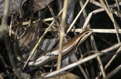 Marisora brachypoda