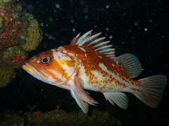 Copper Rockfish photo 1