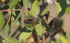 Elaphroptera erythrura