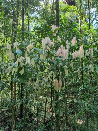 Arytera pauciflora observed 2021-05-05