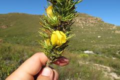 Aspalathus acanthes