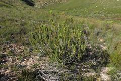 Aspalathus acanthes