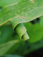 Calybites phasianipennella
