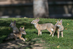 Vulpes macrotis mutica