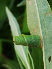Calybites phasianipennella
