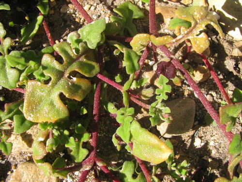 Cleretum pinnatifidum (Cleretum pinnatifidum)