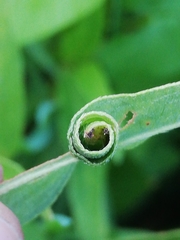 Calybites phasianipennella
