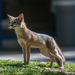 San Joaquin Kit Fox - Photo (c) Randy, some rights reserved (CC BY-NC-ND), uploaded by Randy