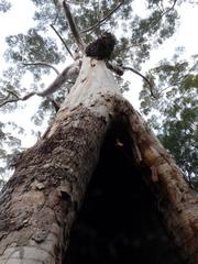 Eucalyptus jacksonii