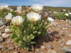 Meyerophytum globosum