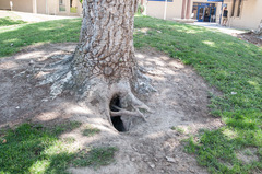 Vulpes macrotis mutica