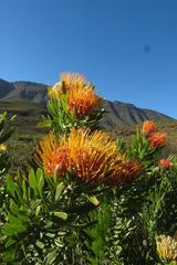 Leucospermum erubescens