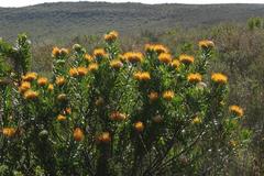 Leucospermum erubescens