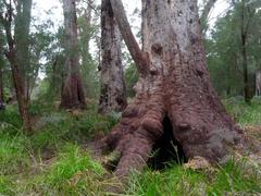 Eucalyptus jacksonii
