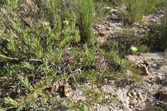 Leucospermum saxatile