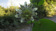 Passiflora dorisiae
