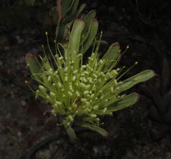 Leucospermum saxatile